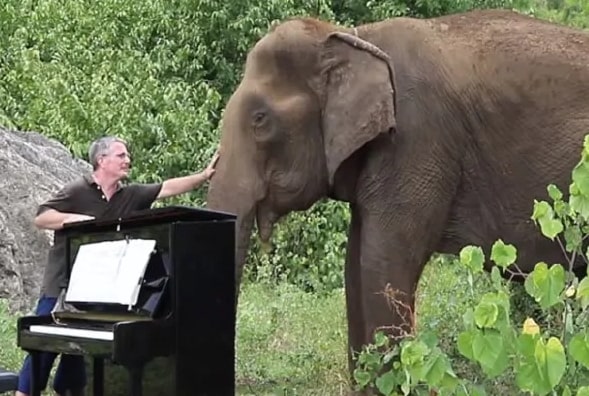 Pianis Inggris Bermain Piano Untuk Gajah Tua Yang Terluka
